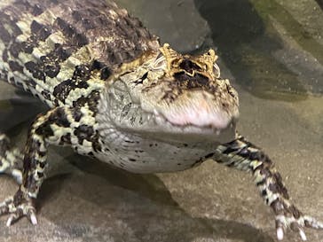 熱川バナナワニ園に投稿された画像（2025/4/2）