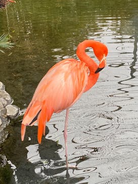 熱川バナナワニ園に投稿された画像（2025/4/2）