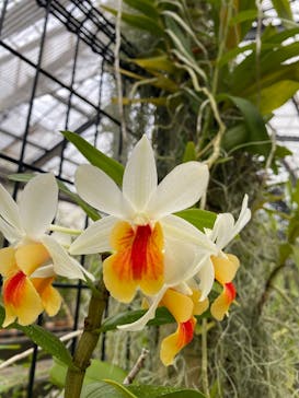 熱川バナナワニ園に投稿された画像（2025/4/2）