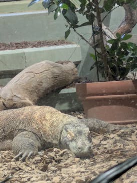 名古屋市東山動植物園に投稿された画像（2025/4/2）