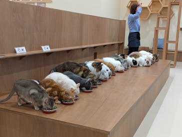 Cat Café MOFF イーアス沖縄豊崎店に投稿された画像（2025/4/2）