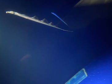 マリンワールド海の中道に投稿された画像（2025/4/2）