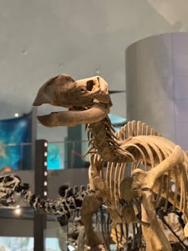 福井県立恐竜博物館に投稿された画像（2025/4/2）