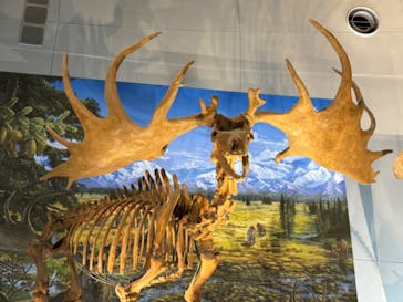 福井県立恐竜博物館に投稿された画像（2025/4/2）