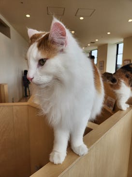 Cat Café MOFF グランベリーパーク店に投稿された画像（2025/4/2）