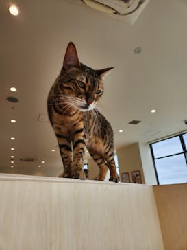Cat Café MOFF グランベリーパーク店に投稿された画像（2025/4/2）