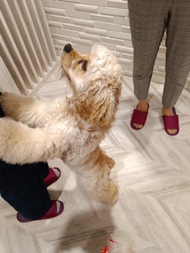 いぬカフェRio 池袋店に投稿された画像（2025/4/2）