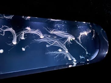 サンシャイン水族館に投稿された画像（2025/4/2）