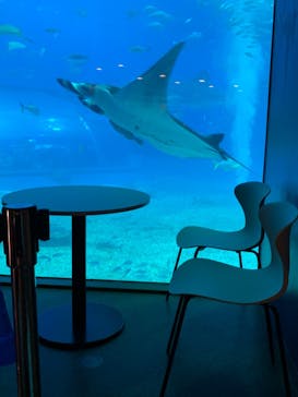 沖縄美ら海水族館に投稿された画像（2025/4/2）