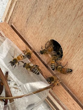 たにい農園に投稿された画像（2025/4/2）