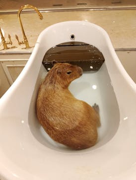 アニタッチららぽーと名古屋みなとアクルスに投稿された画像（2025/4/2）