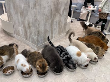猫カフェモカ　町田ジョルナ店に投稿された画像（2025/4/2）