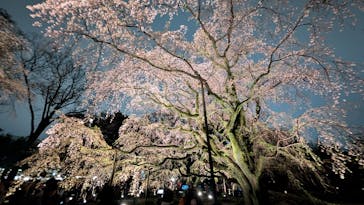 六義園に投稿された画像（2025/4/2）