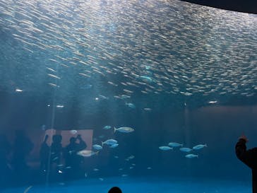名古屋港水族館に投稿された画像（2025/4/2）