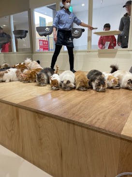 Cat Café MOFF つかしん店に投稿された画像（2025/4/2）