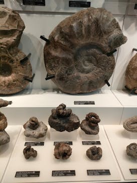 国立科学博物館に投稿された画像（2025/4/2）