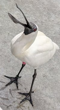 掛川花鳥園に投稿された画像（2025/4/2）