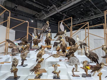 特別展「鳥～ゲノム解析が解き明かす新しい鳥類の系統～」に投稿された画像（2025/4/2）