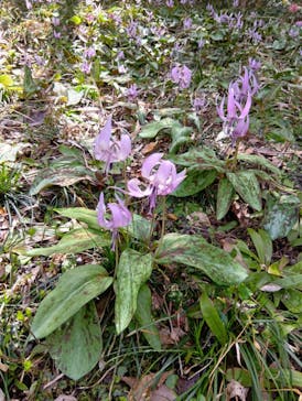 博物館 明治村に投稿された画像（2025/4/2）