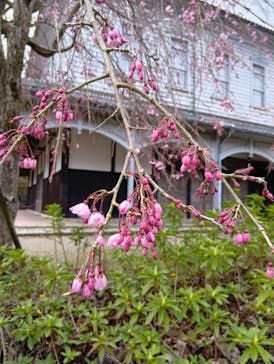 博物館 明治村に投稿された画像（2025/4/2）