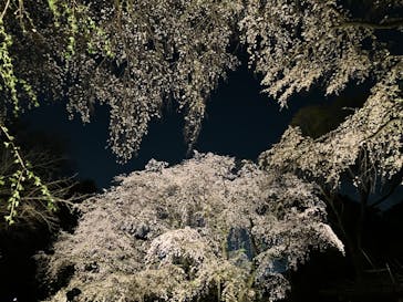 六義園に投稿された画像（2025/4/2）