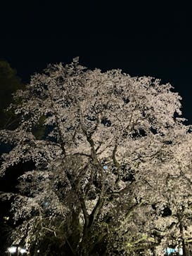 六義園に投稿された画像（2025/4/2）