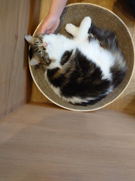Cat Café MOFF SHIMINT HIROSHIMA店に投稿された画像（2025/4/2）