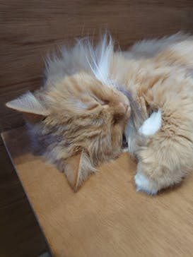 Cat Café MOFF SHIMINT HIROSHIMA店に投稿された画像（2025/4/2）