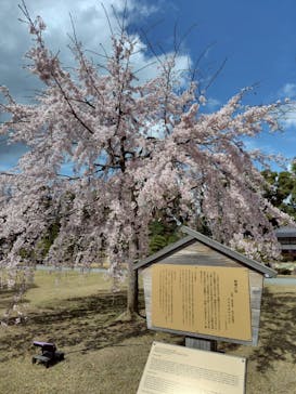 元離宮二条城に投稿された画像（2025/4/2）