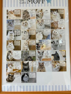 Cat Café MOFF つかしん店に投稿された画像（2025/4/2）