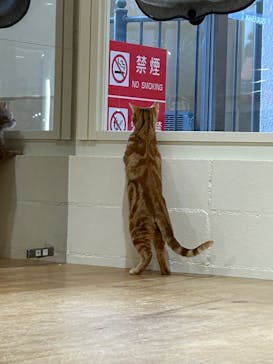 Cat Café MOFF つかしん店に投稿された画像（2025/4/2）