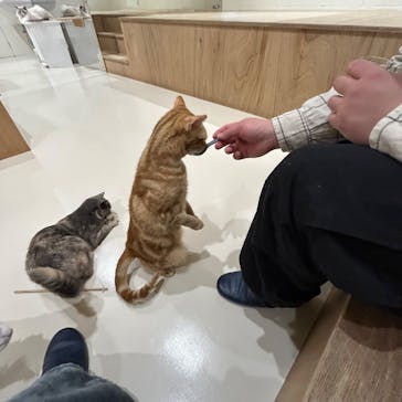 Cat Café MOFF つかしん店に投稿された画像（2025/4/2）