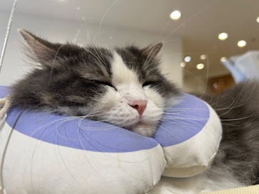 Cat Café MOFF つかしん店に投稿された画像（2025/4/2）