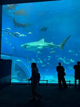 沖縄美ら海水族館に投稿された画像（2025/4/2）
