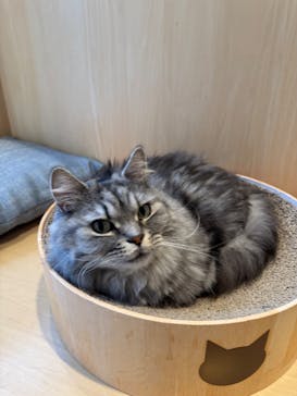 Cat Café MOFF 名古屋PARCO店に投稿された画像（2025/4/2）