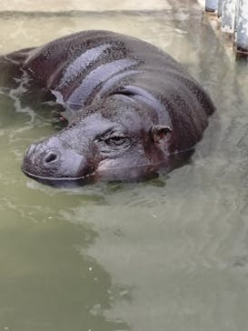 名古屋市東山動植物園に投稿された画像（2025/4/2）