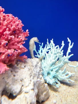 サンシャイン水族館に投稿された画像（2025/4/2）