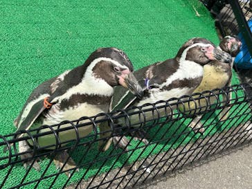 越前松島水族館に投稿された画像（2025/4/2）