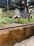 恩賜上野動物園に投稿された画像（2025/4/3）
