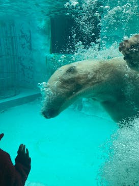 恩賜上野動物園に投稿された画像（2025/4/3）