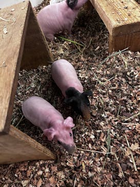 伊豆シャボテン動物公園に投稿された画像（2025/4/3）