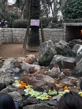 伊豆シャボテン動物公園に投稿された画像（2025/4/3）