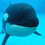 鴨川シーワールドに投稿された画像（2025/4/3）