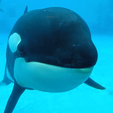 鴨川シーワールドに投稿された画像（2025/4/3）