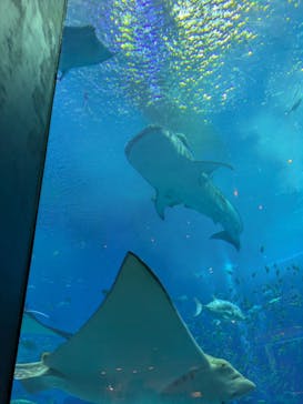 沖縄美ら海水族館に投稿された画像（2025/4/3）