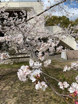 万博記念公園に投稿された画像（2025/4/3）