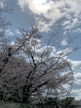 万博記念公園に投稿された画像（2025/4/3）