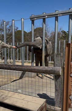 しろとり動物園に投稿された画像（2025/4/3）