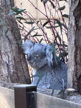 名古屋市東山動植物園に投稿された画像（2025/4/3）