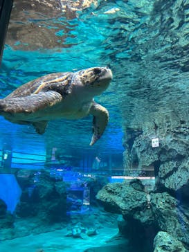 名古屋港水族館に投稿された画像（2025/4/3）